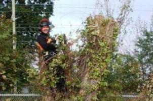 Tree pruning