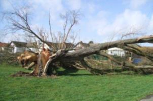 fallen tree