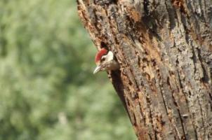 Baby Woodpecker, Clacton on Sea taken by Chris Wood